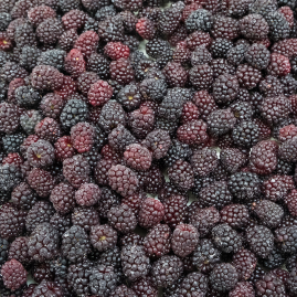 IQF Frozen Blackberries - 10lb