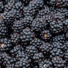 Blackberry Filling Image 