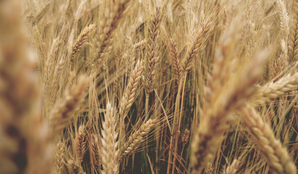 Durum Wheat